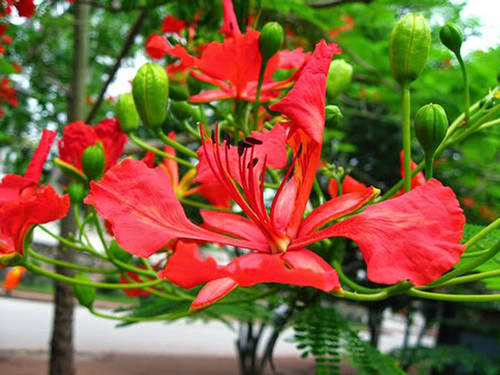 Văn mẫu lớp 7: Phát biểu cảm nghĩ về mái trường thân yêu