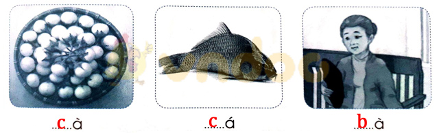 Giải Vở bài tập Tiếng Việt lớp 1 trang 7 Bài 3: C c