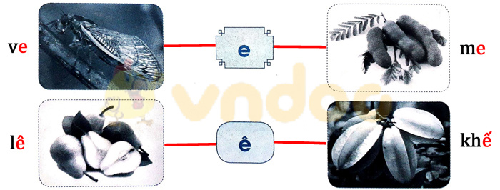 Giải Vở bài tập Tiếng Việt lớp 1 trang 8 Bài 4: E e Ê ê