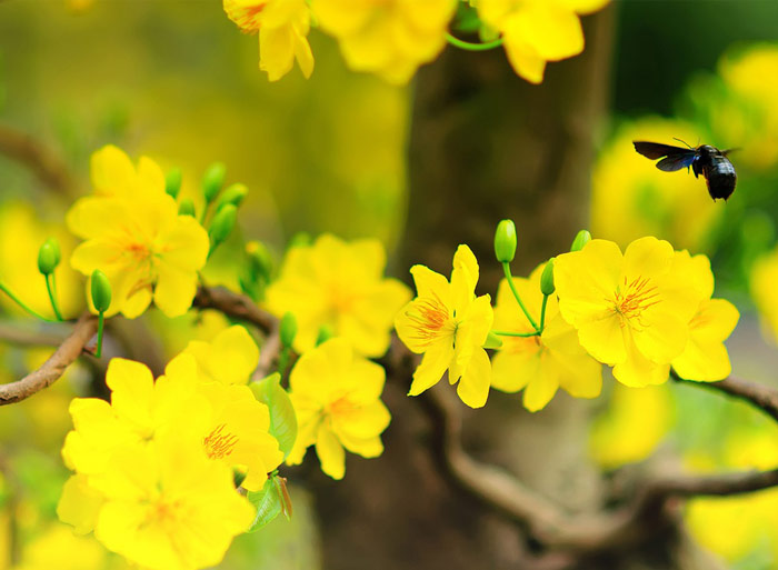 Văn mẫu lớp 4: Viết thư cho bạn cũ để hỏi thăm và chúc mừng năm mới