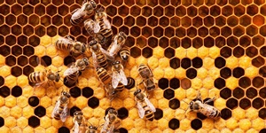 Trắc nghiệm từ vựng Unit 2 lớp 8: Life in the countryside