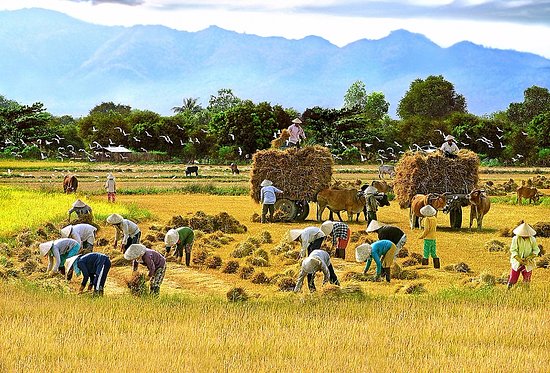 Trắc nghiệm từ vựng Unit 2 lớp 8: Life in the countryside