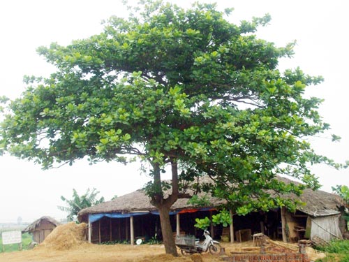 Biểu cảm về cây bàng