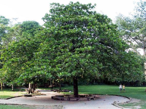 Biểu cảm về cây bàng