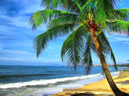 Viết đoạn mở bài gián tiếp cho bài văn tả cây dừa lớp 4