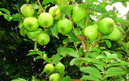 Viết mở bài đoạn văn tả một loài cây mà em yêu thích lớp 4