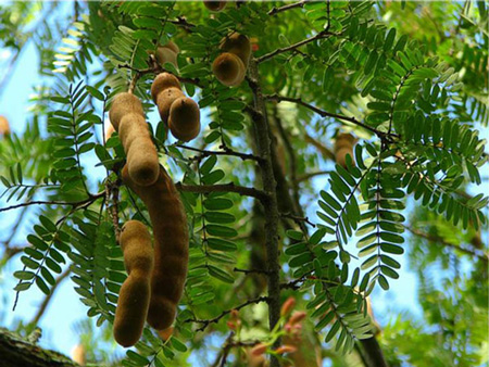 Viết mở bài đoạn văn tả một loài cây mà em yêu thích lớp 4