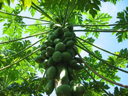 Viết mở bài đoạn văn tả một loại cây mà em yêu thích lớp 4