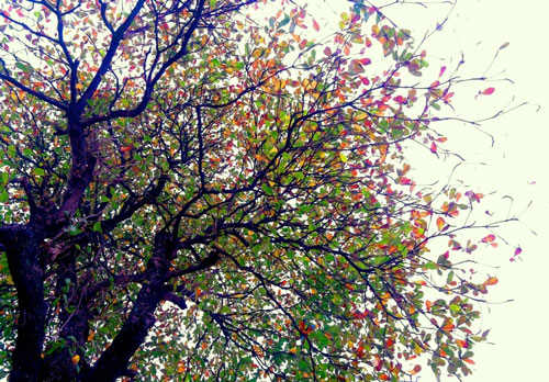 Biểu cảm về loài cây em yêu ngắn lớp 7