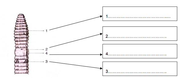 Đề thi giữa kì 1 Sinh học 7
