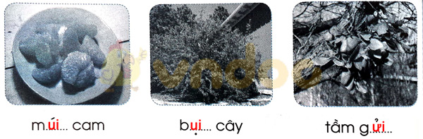 Giải Vở bài tập Tiếng Việt lớp 1 trang 38 Bài 41: ui ưi