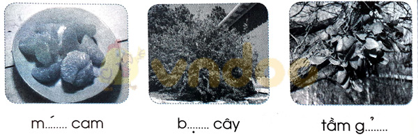 Giải Vở bài tập Tiếng Việt lớp 1 trang 38 Bài 41: ui ưi