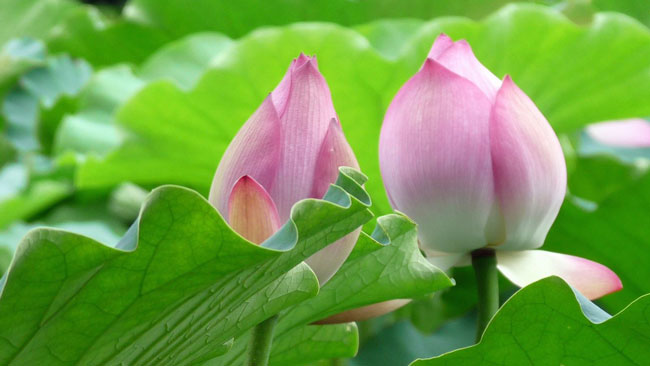 Tả cảnh hoa sen đẹp nhất