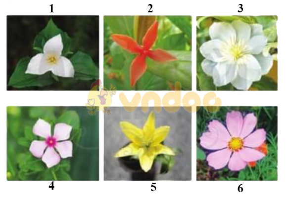 Giải Toán lớp 1 trang 27, 28, 29 sách Cánh Diều