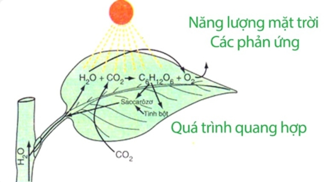 Phản ứng hóa học xảy ra hàng ngày mà có thể bạn không biết