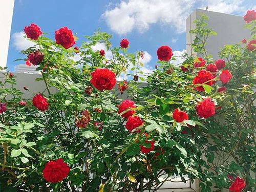 Lập dàn ý biểu cảm về cây hoa hồng lớp 7