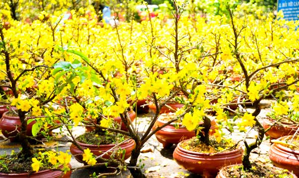 Tả một loài cây em yêu thích lớp 7