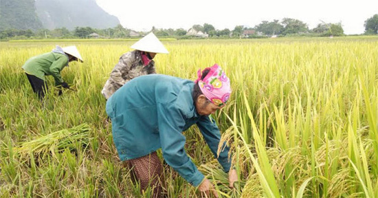 Tả bác nông dân đang làm việc