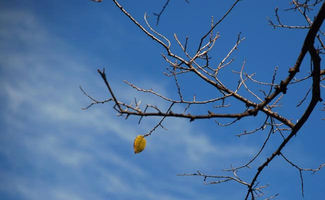 chiếc lá cuối cùng