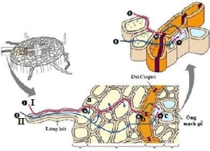 Đề cương ôn tập học kì 1 lớp 11 môn Sinh học