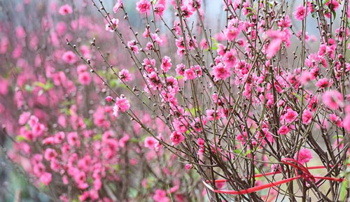 Tả một loài cây em yêu thích lớp 7