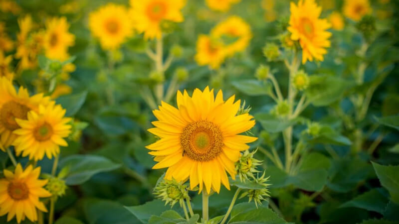 Hoa hướng dương