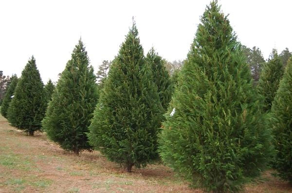 Biểu cảm về 1 loại cây yêu thích lớp 7