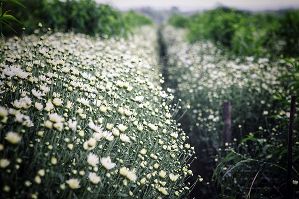 Biểu cảm về 1 loại cây yêu thích lớp 7