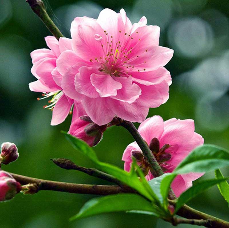 Thuyết minh về hoa đào Đạt