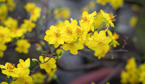 Biểu cảm về cây mai ngày Tết