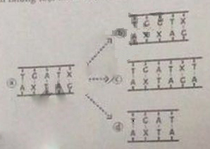 Đề thi học kì 1 Sinh 9 Sở GD&ĐT TP Đà Nẵng năm 2020 - 2021