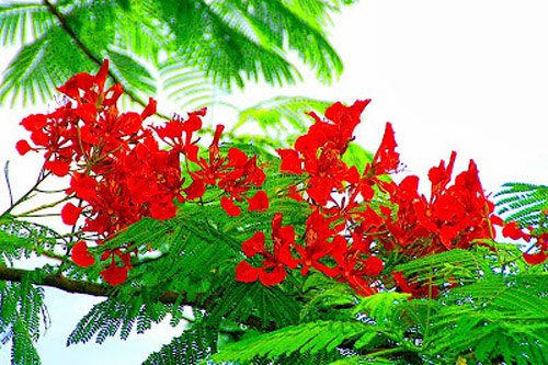 Dàn ý biểu cảm về cây phượng