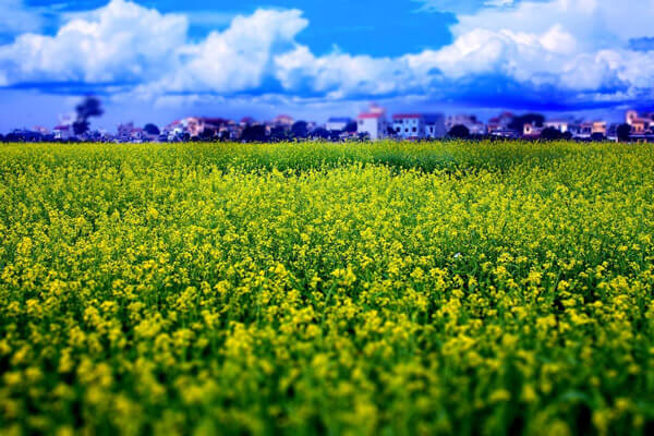 Kể về một chuyến về quê lớp 6