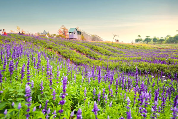 Kể về một chuyến về quê lớp 6