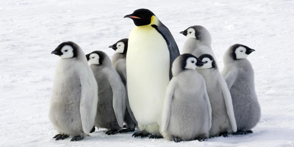 Tả con chim cánh cụt