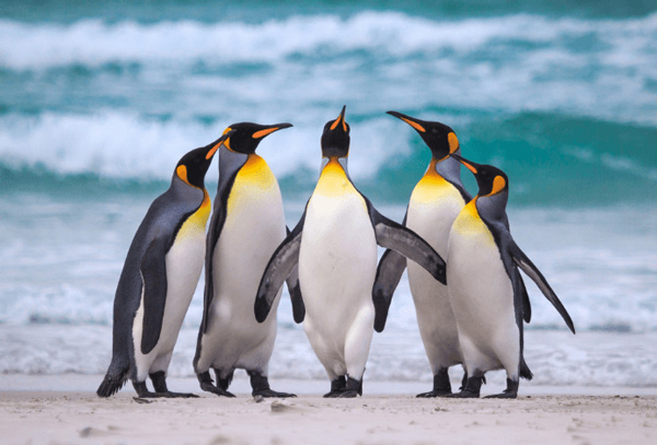 Tả con chim cánh cụt