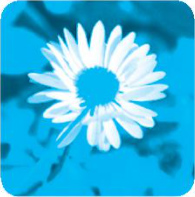 Chủ đề 19: Ngàn hoa khoe sắc