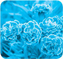 Chủ đề 19: Ngàn hoa khoe sắc