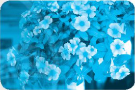 Chủ đề 19: Ngàn hoa khoe sắc