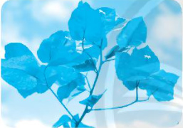 Chủ đề 19: Ngàn hoa khoe sắc