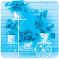 Chủ đề 19: Ngàn hoa khoe sắc