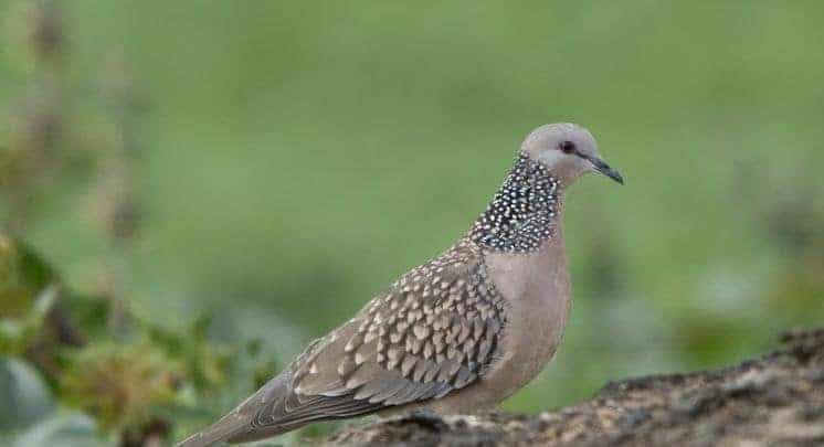 Kể về việc em chăm sóc một con vật nuôi trong nhà