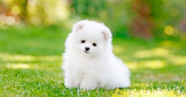 Kể về việc em chăm sóc một con vật nuôi trong nhà