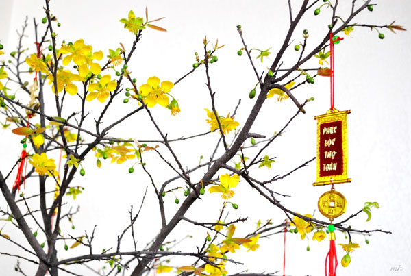 Biểu cảm về cây mai