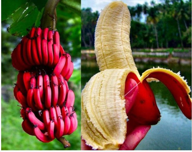 Chuối tiêu hồng