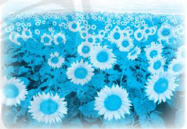 Giải VBT Tiếng Việt 1 trang 21, 22, 23, 24, 25, 26 Chủ đề 23: Tết quê em