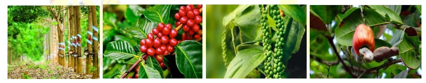 Giáo án Địa 9 bài 32: Vùng Đông Nam Bộ (tiếp theo) theo Công văn 5512