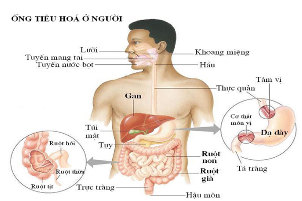 Quá trình tiêu hóa ở người
