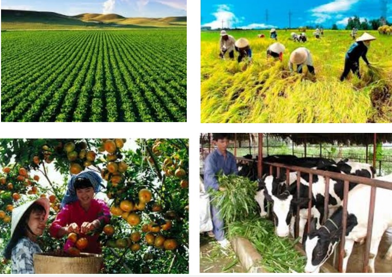 Giáo án Địa 9 bài 8: Sự phát triển và phân bố nông nghiệp theo Công văn 5512