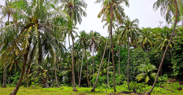 Tả cây dừa ở quê em lớp 4